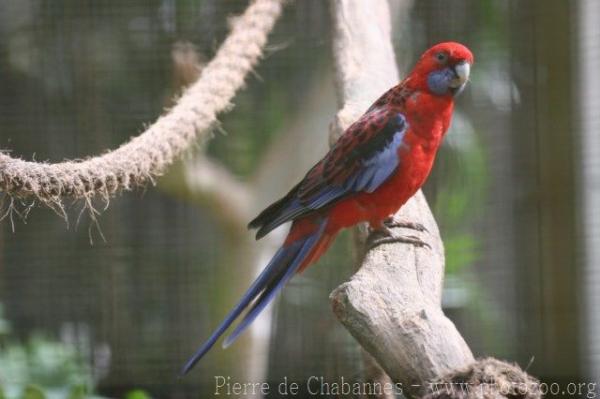 Crimson rosella