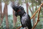 Palm cockatoo