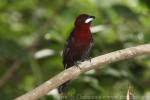 Silver-beaked tanager