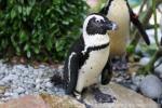 African penguin