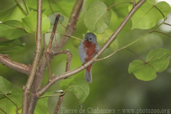 Chestnut-bellied seedeater