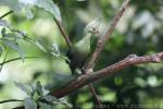 Livingstone's turaco