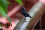 Azure-shouldered tanager