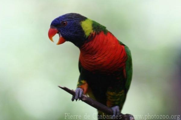 Coconut lorikeet