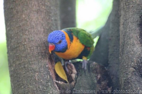 Red-collared lorikeet