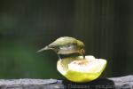 Oriental white-eye