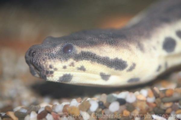 Elephant trunk snake