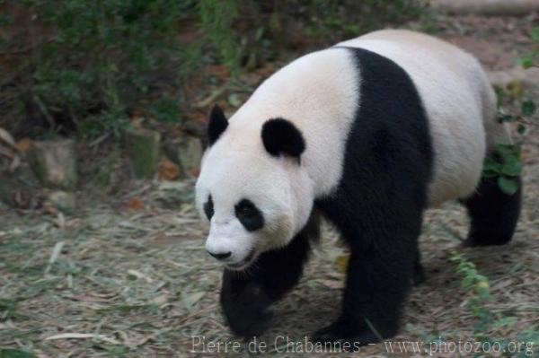 Giant panda