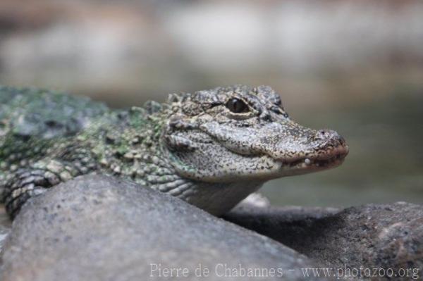 Chinese alligator