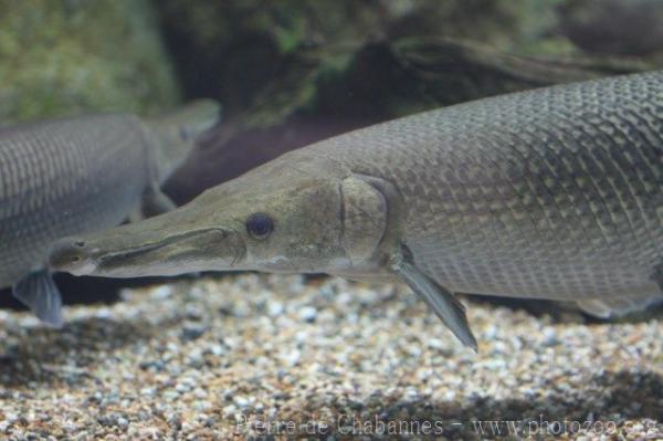 Alligator gar