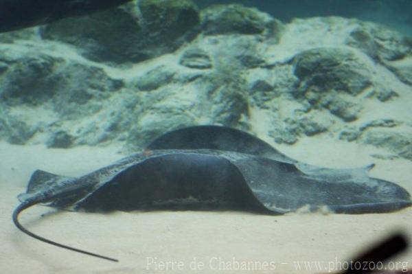 Giant freshwater whipray