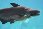 Mekong giant catfish