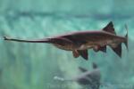 Mississippi paddlefish