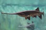 Mississippi paddlefish