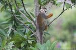 Guianan squirrel monkey