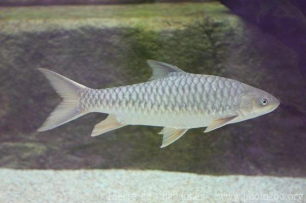 Deccan mahseer