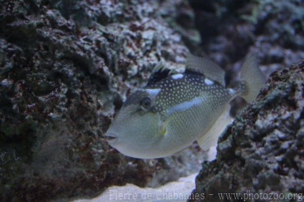 Starry triggerfish