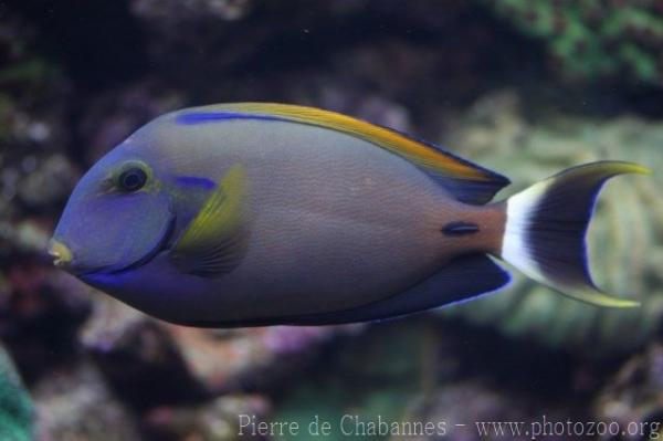 Fowler's surgeonfish