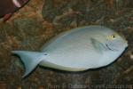 Elongate surgeonfish