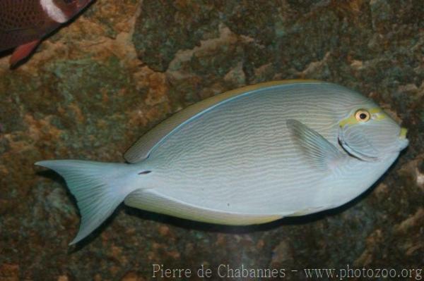 Elongate surgeonfish