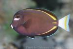 Whitecheek surgeonfish