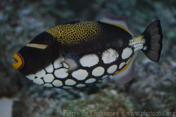 Clown triggerfish