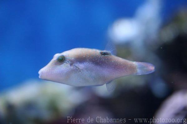 Bennett's sharpnose puffer