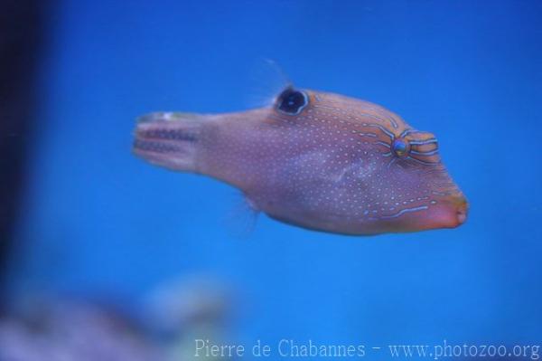 Papuan toby