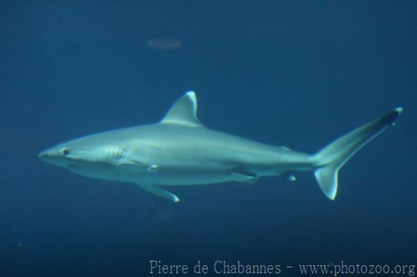 Silvertip shark