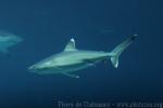 Silvertip shark