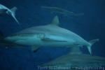 Blacktail reef shark