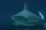 Sandbar shark