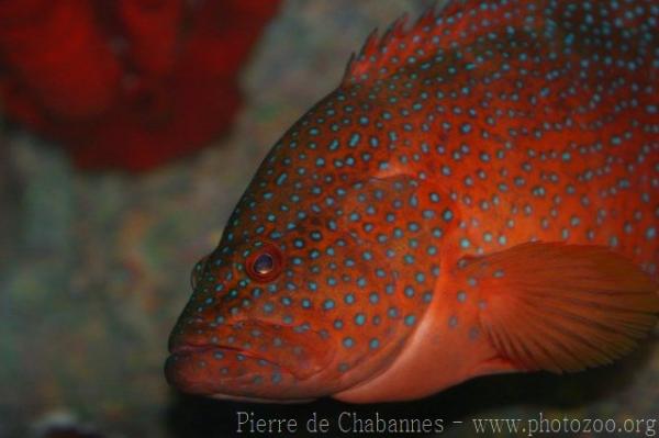 Coral grouper