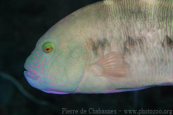 Tripletail wrasse