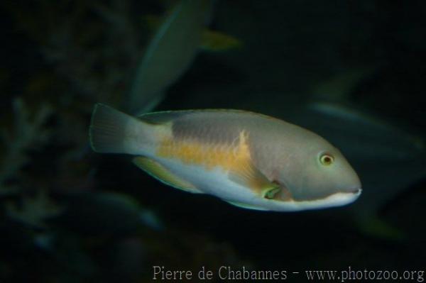 Orange-dotted tuskfish