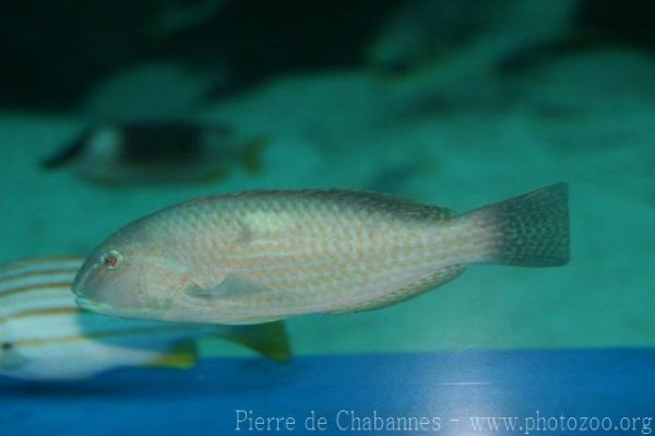 White-patch tuskfish