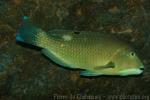 Blackspot tuskfish