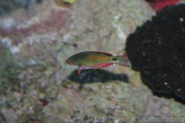 Exquisite wrasse