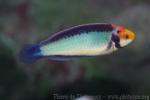 Red-eye wrasse