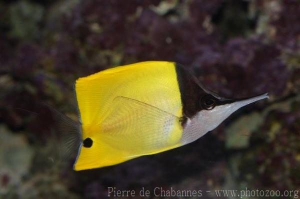 Longnose butterflyfish