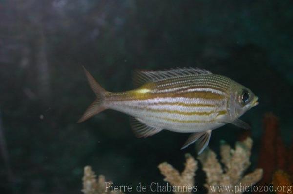 Striped large-eye bream *