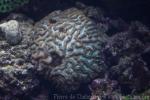 Lesser star coral