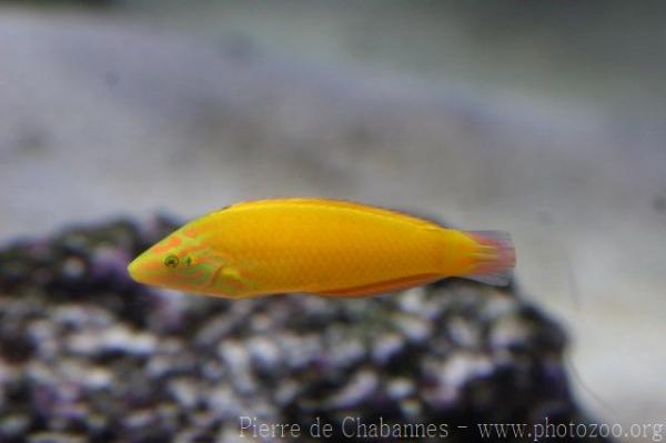 Canary wrasse