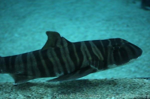 Zebra bullhead shark