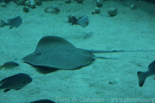 Honeycomb stingray