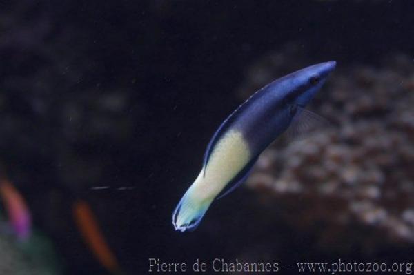 Bicolor cleaner wrasse