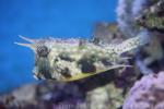 Longhorn cowfish