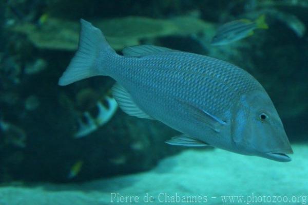 Spangled emperor
