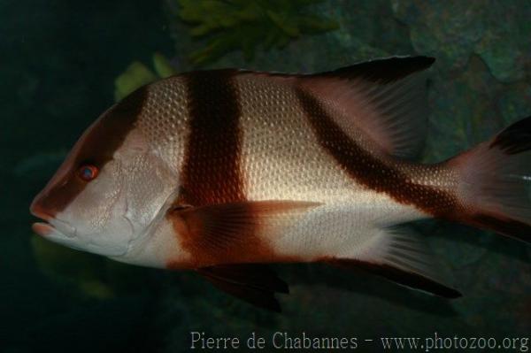 Emperor red snapper