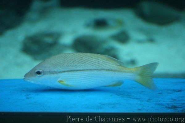 Brownstripe red snapper